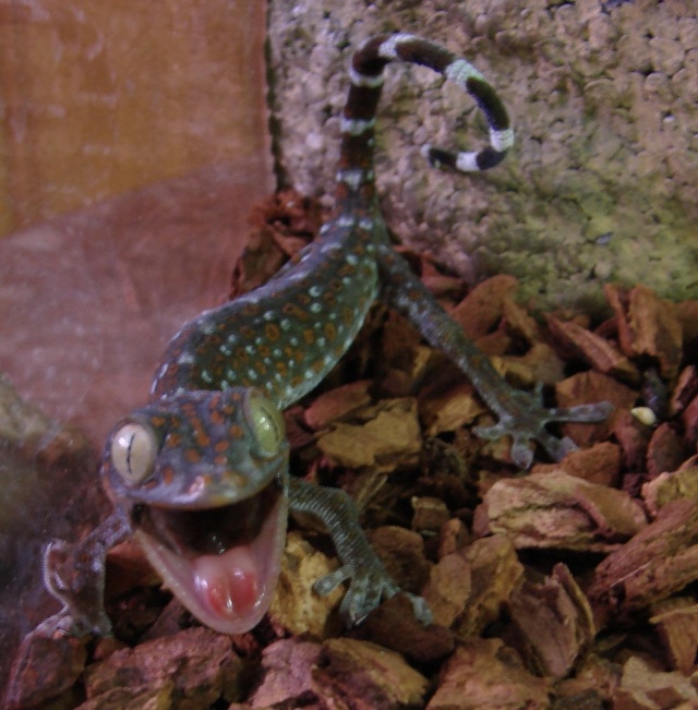 Gecko Tokay Tokbb210