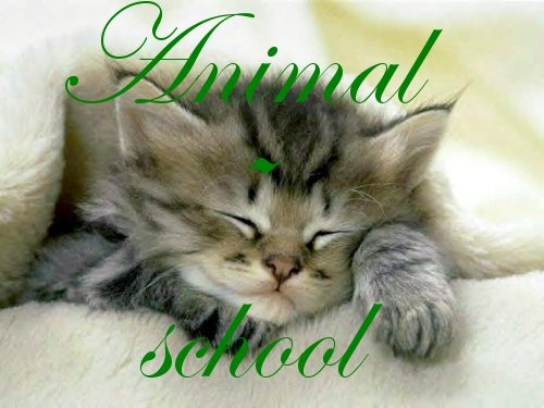 Animal-school Chaton10