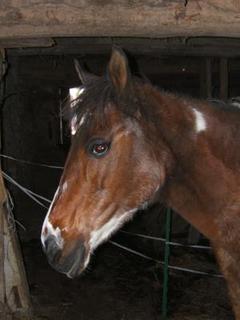 TRANSMET Jument quarter horse - 16 ans - Abattoir mi fvrier Poup10