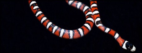 Säntis, le retour du serpent blanc, mais en noir... [En cours] 280710