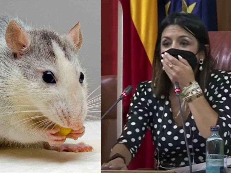 Un ratón en el Parlamento Andaluz (buscamos memes) 26139310