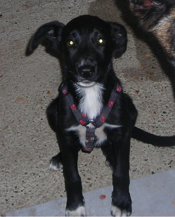 PERDU SHADOW border collie X labrador ( jeune chienne ) à VOLX 21/11/12  2012_111