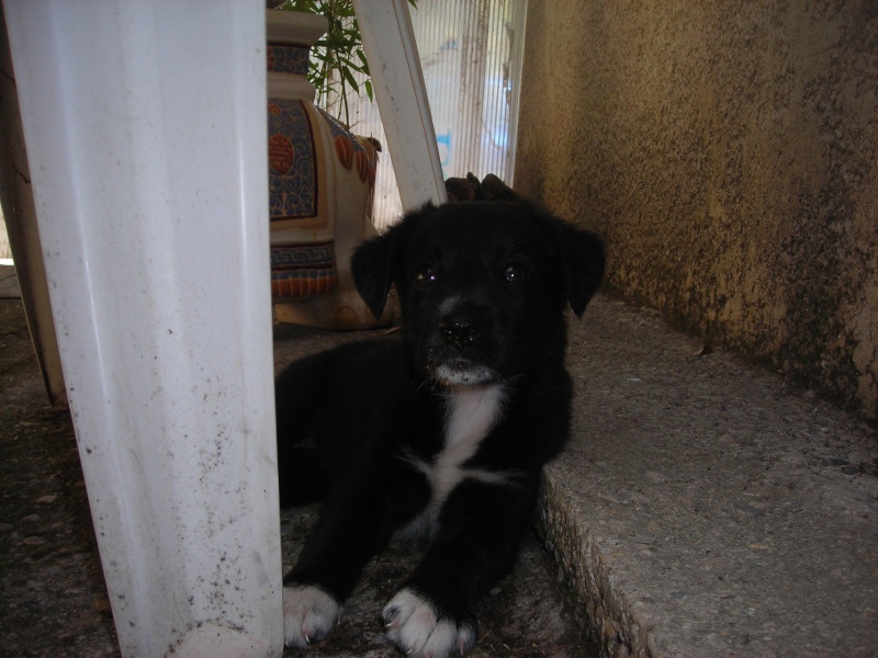 PERDU SHADOW border collie X labrador ( jeune chienne ) à VOLX 21/11/12  Dscn6110