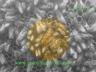 دعوة إلى تكوين الفلاحين في كيفية استخدام خلايا النحل في التلقيح الزراعي Reine110