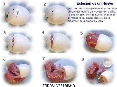 Eclocion de un huevo Rotura10